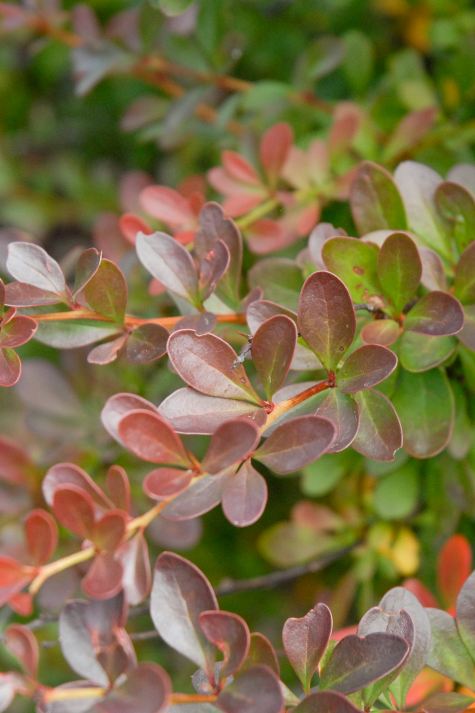 Crimson Pygmy Barberry